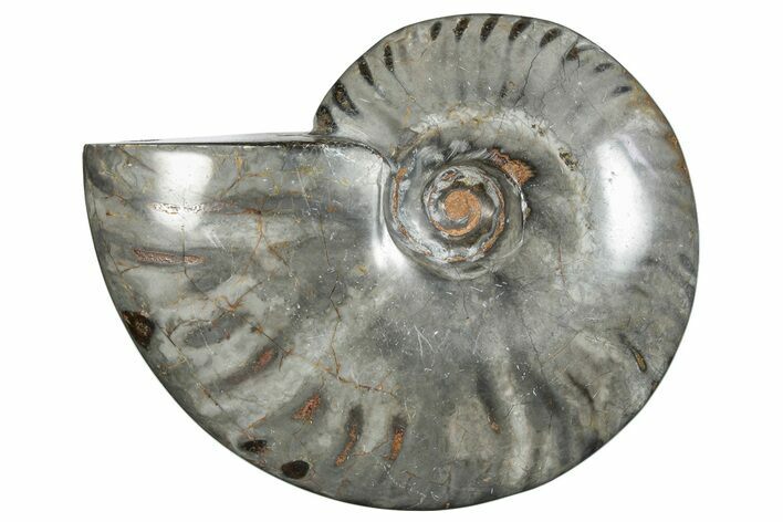 Polished Ammonite (Cleoniceras) Fossil - Unique Gray Color! #282413